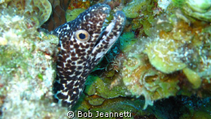 Moray Eel close up by Bob Jeannetti 